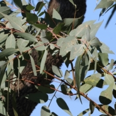 Eucalyptus bridgesiana at Wodonga - 27 Apr 2024 10:28 AM