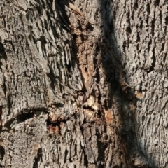 Eucalyptus bridgesiana at Wodonga - 27 Apr 2024