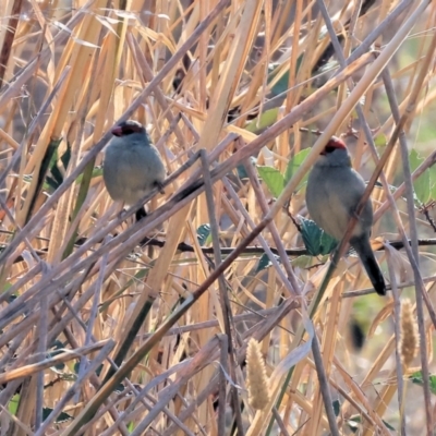 Neochmia temporalis (Red-browed Finch) at Bandiana, VIC - 27 Apr 2024 by KylieWaldon