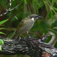 Meliphaga lewinii (Lewin's Honeyeater) at Wallum - 24 Mar 2024 by macmad