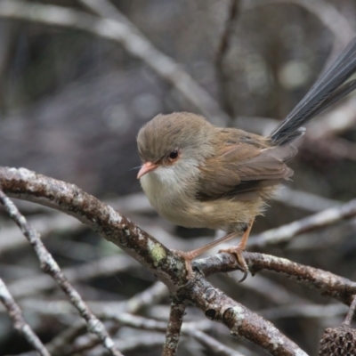 Malurus lamberti (Variegated Fairywren) at Wallum - 24 Mar 2024 by macmad