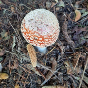 Amanita muscaria at Downer, ACT - 27 Apr 2024 03:26 PM