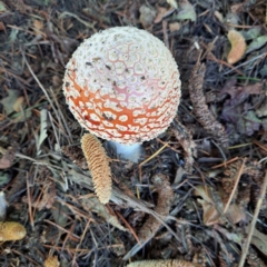 Amanita muscaria (Fly Agaric) at Downer, ACT - 27 Apr 2024 by abread111