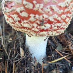 Amanita muscaria at Downer, ACT - 27 Apr 2024