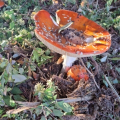 Amanita muscaria at Downer, ACT - 27 Apr 2024 03:26 PM