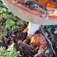 Amanita muscaria at Downer, ACT - 27 Apr 2024 03:26 PM