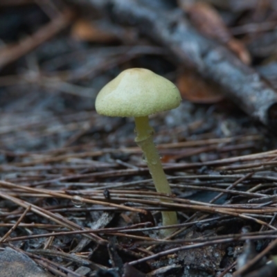 Unidentified Fungus at Wallum - 24 Mar 2024 by macmad