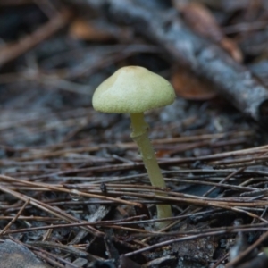 Unidentified Fungus at suppressed by macmad