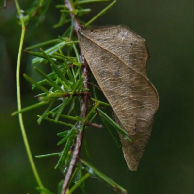 Calyptra minuticornis at Brunswick Heads, NSW - 24 Mar 2024 by macmad