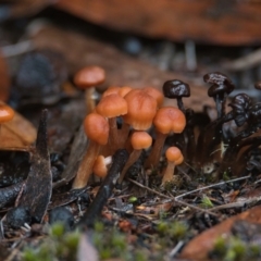 Unidentified Fungus at Wallum - 24 Mar 2024 by macmad