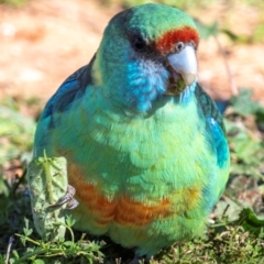 Barnardius zonarius at Cubba, NSW - 1 Aug 2022