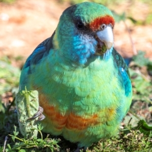 Barnardius zonarius at Cubba, NSW - 1 Aug 2022