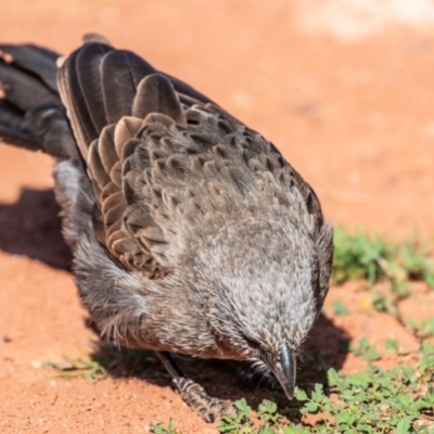 Struthidea cinerea (Apostlebird) at Cubba, NSW - 1 Aug 2022 by Petesteamer