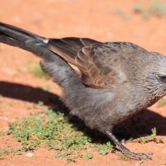 Struthidea cinerea at Cubba, NSW - 1 Aug 2022 11:41 AM