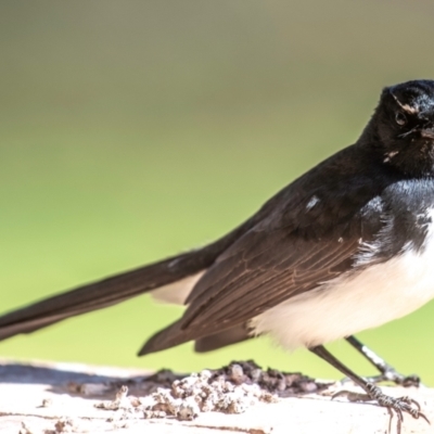 Rhipidura leucophrys (Willie Wagtail) at Cobar, NSW - 1 Aug 2022 by Petesteamer