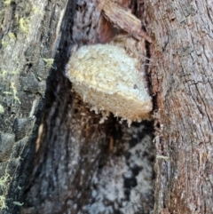 Unidentified Pored or somewhat maze-like on underside [bracket polypores] at Captains Flat, NSW - 27 Apr 2024 by Csteele4