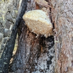 Laetiporus portentosus at QPRC LGA - 27 Apr 2024 01:42 PM