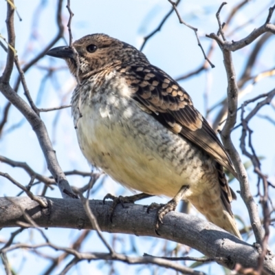 Chlamydera maculata (Spotted Bowerbird) at Cobar, NSW - 1 Aug 2022 by Petesteamer