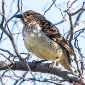 Chlamydera maculata (Spotted Bowerbird) at Cobar, NSW by Petesteamer