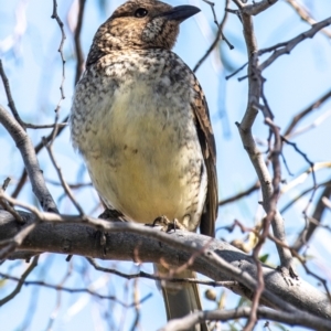 Chlamydera maculata at Cobar, NSW - 1 Aug 2022