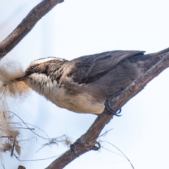 Pomatostomus superciliosus (White-browed Babbler) at Cobar, NSW - 1 Aug 2022 by Petesteamer