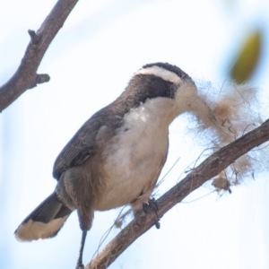 Pomatostomus superciliosus at Cobar, NSW - 1 Aug 2022 01:30 PM