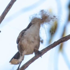 Pomatostomus superciliosus at Cobar, NSW - 1 Aug 2022 01:30 PM