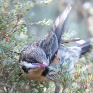 Acanthagenys rufogularis at Cobar, NSW - 1 Aug 2022 01:31 PM