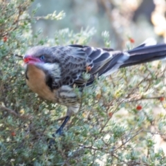 Acanthagenys rufogularis at Cobar, NSW - 1 Aug 2022