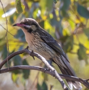 Acanthagenys rufogularis at Cobar, NSW - 1 Aug 2022