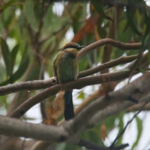 Merops ornatus at Wallum - 25 Mar 2024 08:17 AM