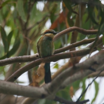 Merops ornatus (Rainbow Bee-eater) at Brunswick Heads, NSW - 24 Mar 2024 by macmad