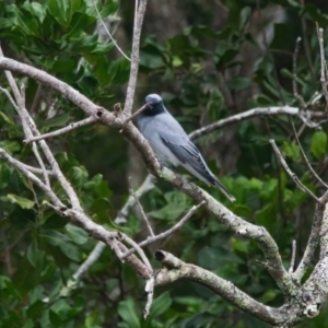 Coracina novaehollandiae at Wallum - 25 Mar 2024 08:21 AM