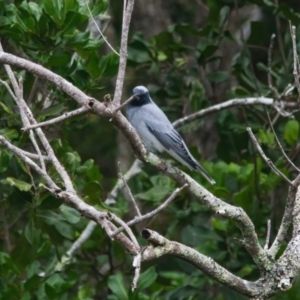 Coracina novaehollandiae at Wallum - 25 Mar 2024