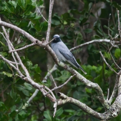 Coracina novaehollandiae (Black-faced Cuckooshrike) at Brunswick Heads, NSW - 24 Mar 2024 by macmad