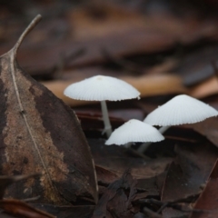 Unidentified Fungus at Wallum - 24 Mar 2024 by macmad