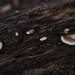 Unverified Fungus at Brunswick Heads, NSW - 25 Mar 2024 by macmad