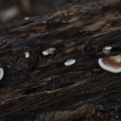 Unidentified Fungus at Brunswick Heads, NSW - 24 Mar 2024 by macmad