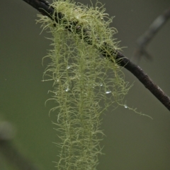 Unverified Lichen, Moss or other Bryophyte at Brunswick Heads, NSW - 25 Mar 2024 by macmad