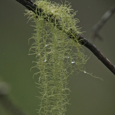 Unidentified Lichen, Moss or other Bryophyte at suppressed - 24 Mar 2024 by macmad