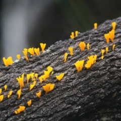 Dacryopinax spathularia (Dacryopinax spathularia) at Wallum - 24 Mar 2024 by macmad