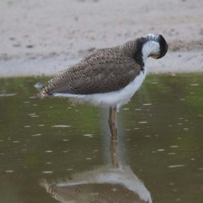 Vanellus miles (Masked Lapwing) at Wallum - 25 Mar 2024 by macmad