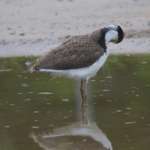 Vanellus miles (Masked Lapwing) at Wallum by macmad