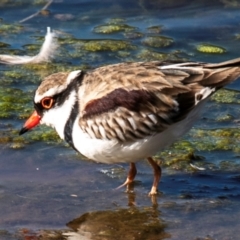 Charadrius melanops (Black-fronted Dotterel) at Cobar, NSW - 2 Aug 2022 by Petesteamer