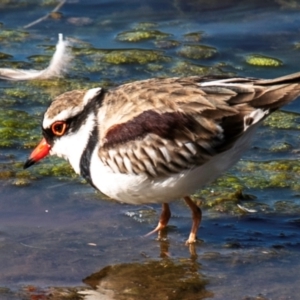 Charadrius melanops at Cobar, NSW - 2 Aug 2022