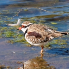 Charadrius melanops at Cobar, NSW - 2 Aug 2022