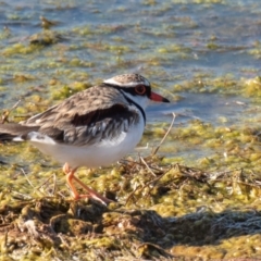 Charadrius melanops at Cobar, NSW - 2 Aug 2022