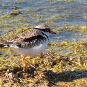 Charadrius melanops at Cobar, NSW - 2 Aug 2022