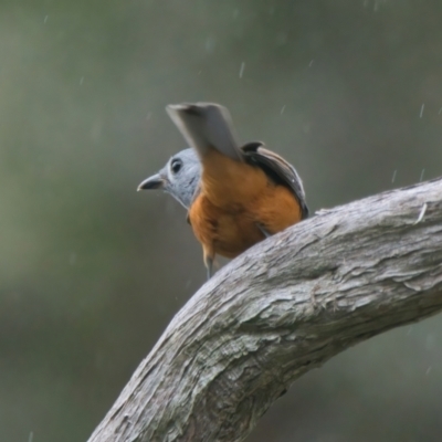 Monarcha melanopsis (Black-faced Monarch) at Wallum - 25 Mar 2024 by macmad