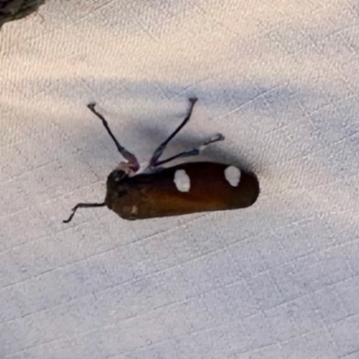 Eurymela distincta (Gumtree leafhopper) at Uriarra Village, ACT - 27 Apr 2024 by KMcCue